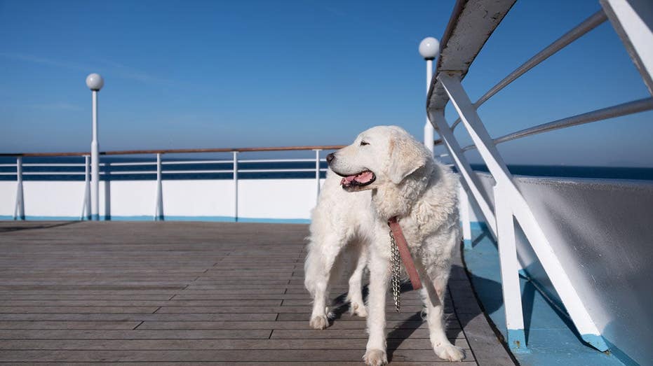 Travelers clash over whether cruise lines should allow dogs and cats on board or not School Education